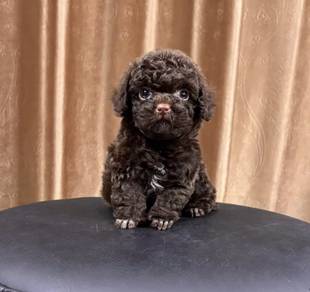 MINI POODLE PUPPIES S162 🌻 Tiny Toy - Tea Cup