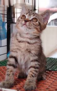 British Shorthair Kitten