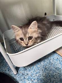 Persian Kitten