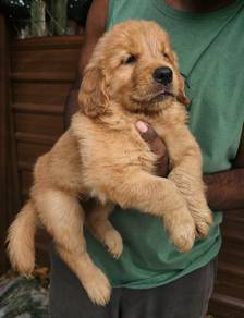 Golden Retriever Puppy