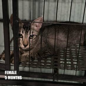 Cat Free Adoption / Kucing Percuma