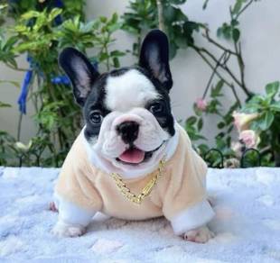 FRENCH BULLDOG PUPPIES S211 🌻Cute Puppy Available
