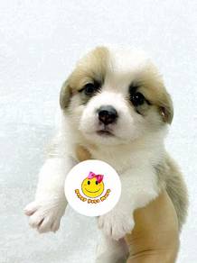 GG88 Long haired Welsh Corgi puppies dogs