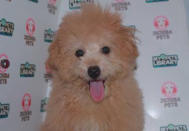 i42 Adorable Poodle Dog