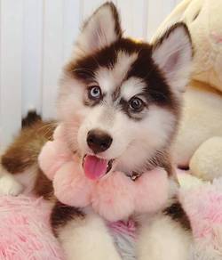 Husky