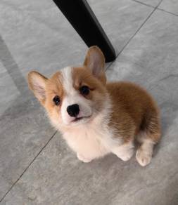 Welsh Corgi