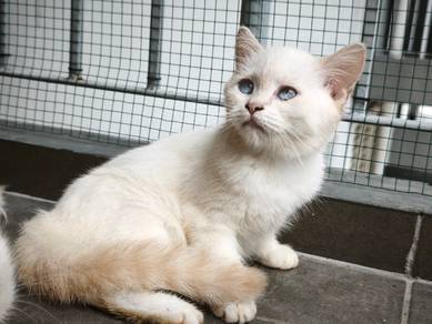 Kitten - Female