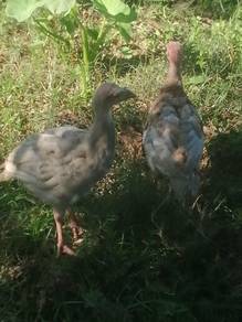 Ayam belanda