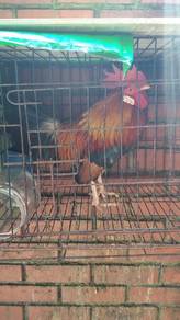 ayam