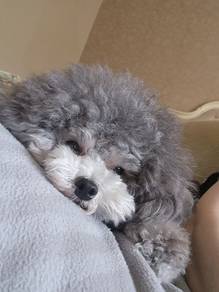 Fuzzy Poodle brings endless cuddles, happy puppy D