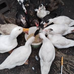 ducks 🦆 itik