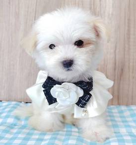 Maltipoo