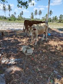 lembu 