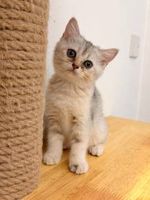 Mix British Short Hair BSH Female Kitten