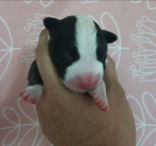 Bull Terrier 