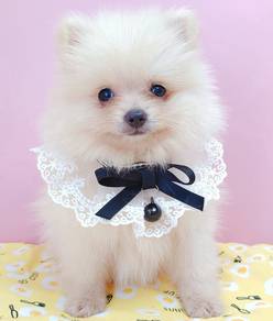 Mini Pomeranian