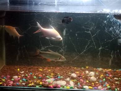Ikan Lampam Pipi merah