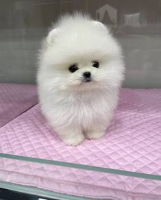K7627 Zoomy Pomeranian Cute Small Breed Companion