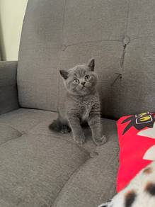 BSH Kitten