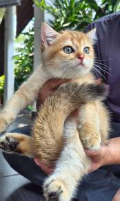 Golden British Shorthair BSH NY11 Kitten Cat