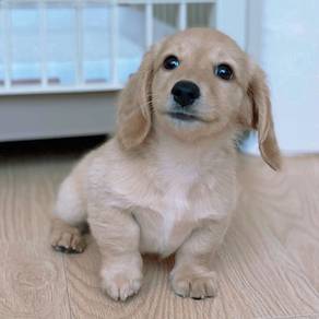 RRE_A400 Pretty Dachshund  Cream haired puppy