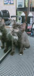 bsh Persian 