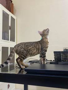 Bengal Betina