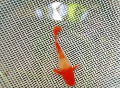 ikan guppy albino koi red ear