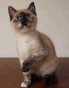 Pure Siamese Kitten