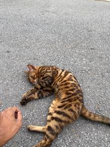 kucing mengal ingin dijual