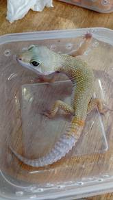 Leopard Gecko 