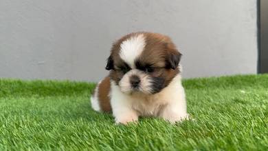 shihtuz z
