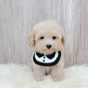 Poodle
