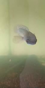 Channa Maru YS Juvenile