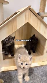 Bsh Kitten