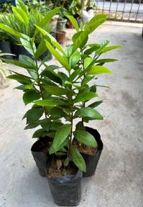 Anak Pokok Daun Salam Bay Leaf Ready Stock Sarawak