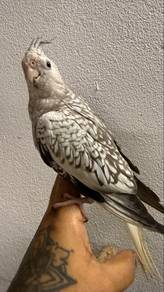 Burung cockatiel Jinak