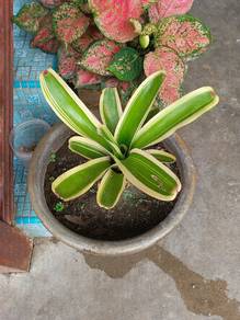 pokok bromaliad