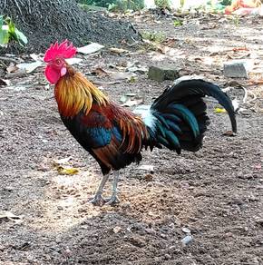 ayam