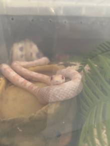 Snow Morph Cornsnake 1 tahun 4 bulan