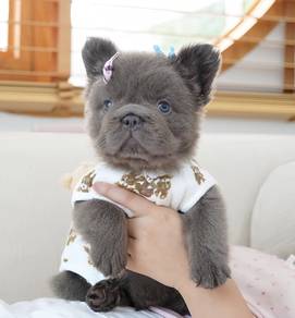 FRENCH BULLDOG PUPPIES 🌻VIP134 Long Fur /Boy Girl
