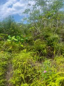 Agricultural Land in Mersing, JHR