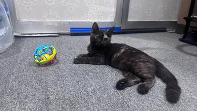 bsh mix parsian bigbon. betina 5bulan
