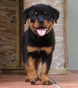 Rottweiler puppy9