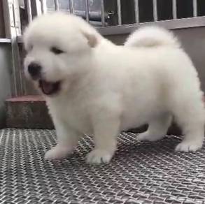 Samoyed male puppy imported