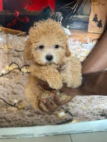 Maltipoo 6
