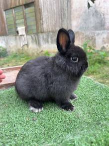 arnab mini ND netherland dwarf