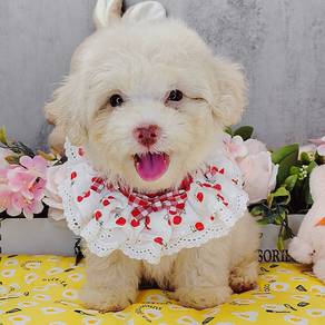 Toy Poodle