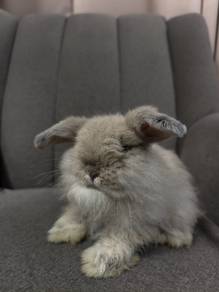 rabbit Holland Lop fuzzy