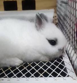 Netherland Dwarf rabbit